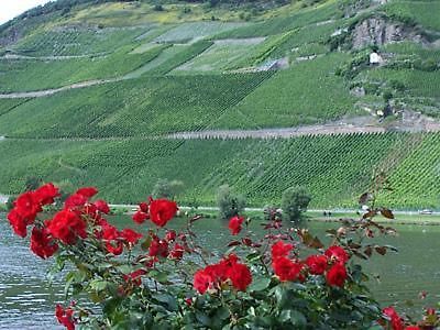 Anneliese Schmitgen Bed & Breakfast Bernkastel-Kues Exterior photo